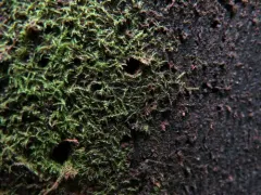 Forcipated Pincerwort thumbnail 1