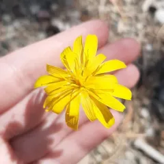 Pale agoseris thumbnail 4