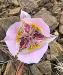 siskiyou mariposa lily thumbnail 3