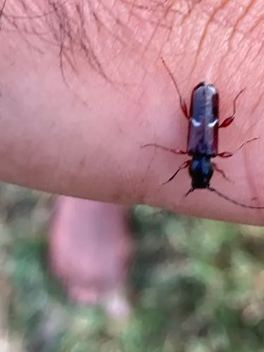 Phymatodes nigrescens