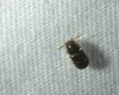Striatheca lineata thumbnail 3