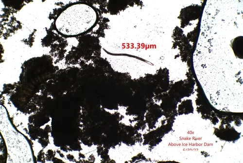 Spirostomum minus