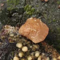 North Pacific Lampshell thumbnail 2