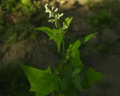 American maple-leaved goosefoot thumbnail 1