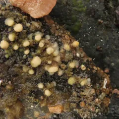 northern staghorn bryozoan thumbnail 4