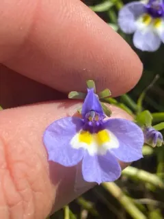 Doublehorn Calicoflower thumbnail 4