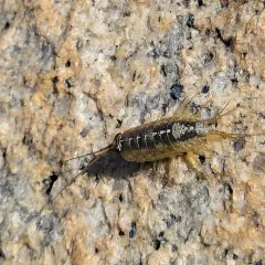 Western Sea Slater thumbnail 1
