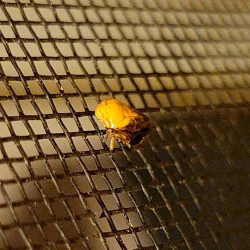 Pecan spittlebug