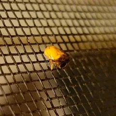 Pecan spittlebug thumbnail 1