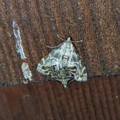 Canadian Petrophila thumbnail 4