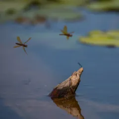 Skimming Bluet thumbnail 3