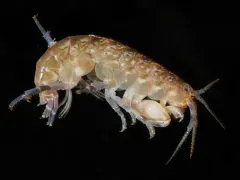Apohyale pugettensis thumbnail 1