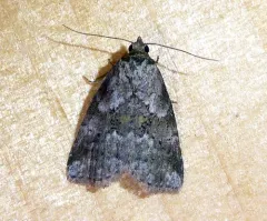 White-lined Graylet thumbnail 4