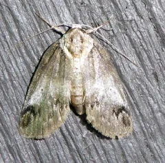 Sleeping Baileya Moth thumbnail 2