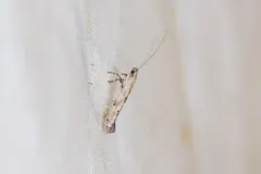 Caloptilia strictella thumbnail 4