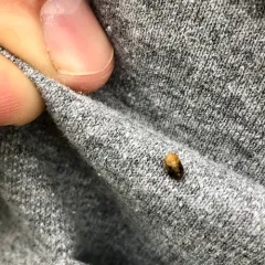 Pecan spittlebug thumbnail 4