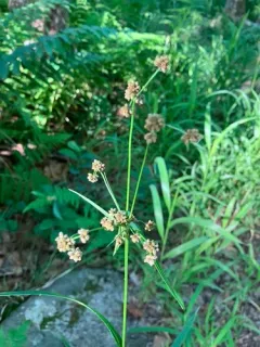 Georgia Bulrush thumbnail 3