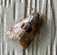 Black-patched Graylet thumbnail 4