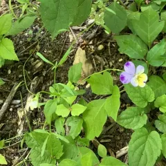 Wild Pansy thumbnail 3