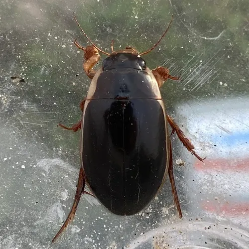 Understriped Diving Beetle