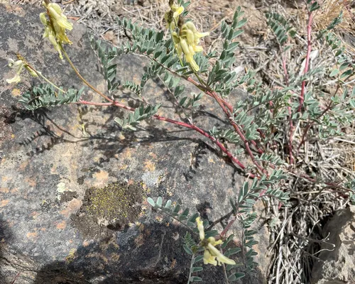 curvepod milkvetch