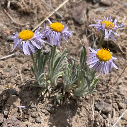 Hairy-seed Fleabane