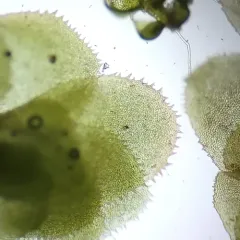 Grove Earwort thumbnail 3