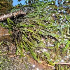 Willow Moss thumbnail 3