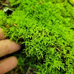 New England Bryhnia Moss thumbnail 3