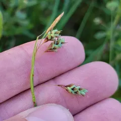 Tall Bog-sedge thumbnail 3