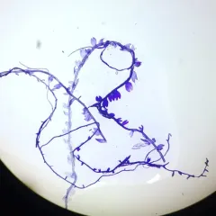 Bog Notchwort thumbnail 2