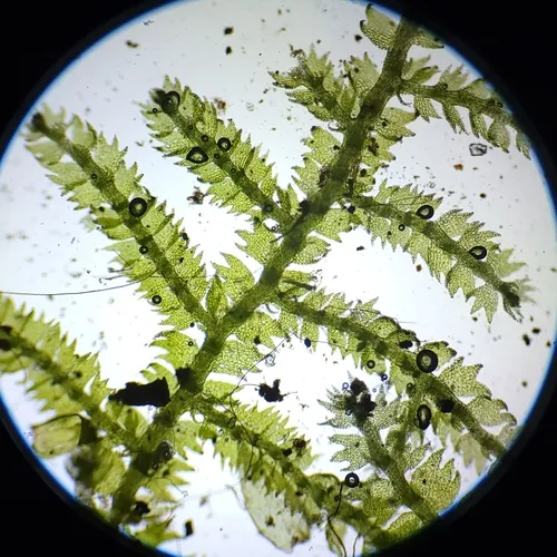 Creeping Fingerwort