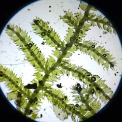 Creeping Fingerwort thumbnail 1