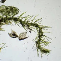 Hairy Threadwort thumbnail 2