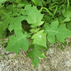 leafcup thumbnail 4