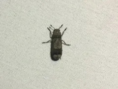 Japanese Fungus Weevil thumbnail 4