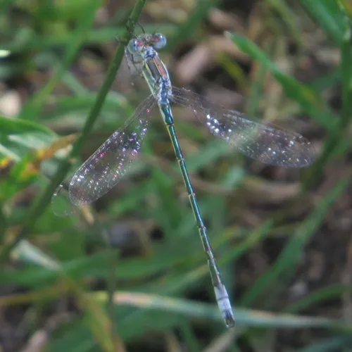 Lyre-tipped Spreadwing