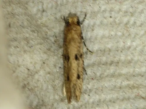 Niditinea sabroskyi