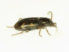 Clay-beach Bembidion Beetle thumbnail 2