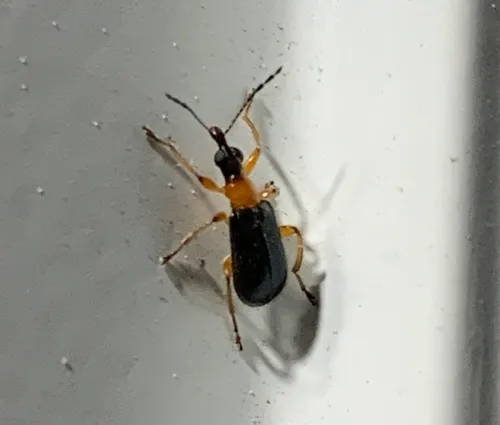 Eugnamptus angustatus