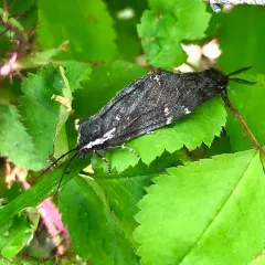 California Tiger Moth thumbnail 2