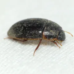 Cymbiodyta bifida thumbnail 4