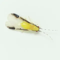 Blackmargined Pecan Aphid thumbnail 3