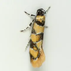 Reticulated Decantha Moth thumbnail 2