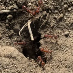 Owyhee Harvester Ant thumbnail 4