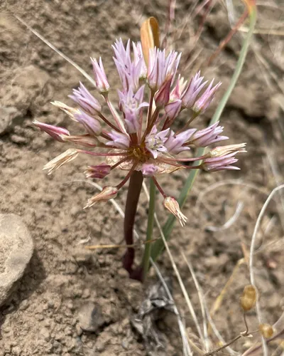 Tolmie's Onion