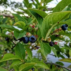 Northern highbush blueberry thumbnail 4