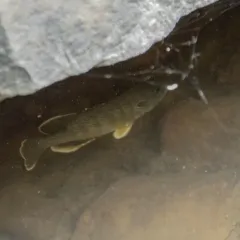 Green Sunfish thumbnail 3