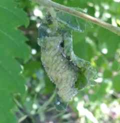 Woolly Elm Aphid thumbnail 2