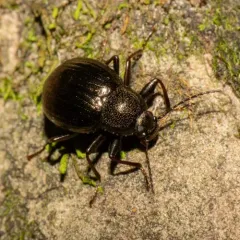 Contracted Darkling Beetle thumbnail 3